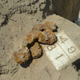 Image for article titled The Coldest Case: Using DNA to Identify Century-Old Remains